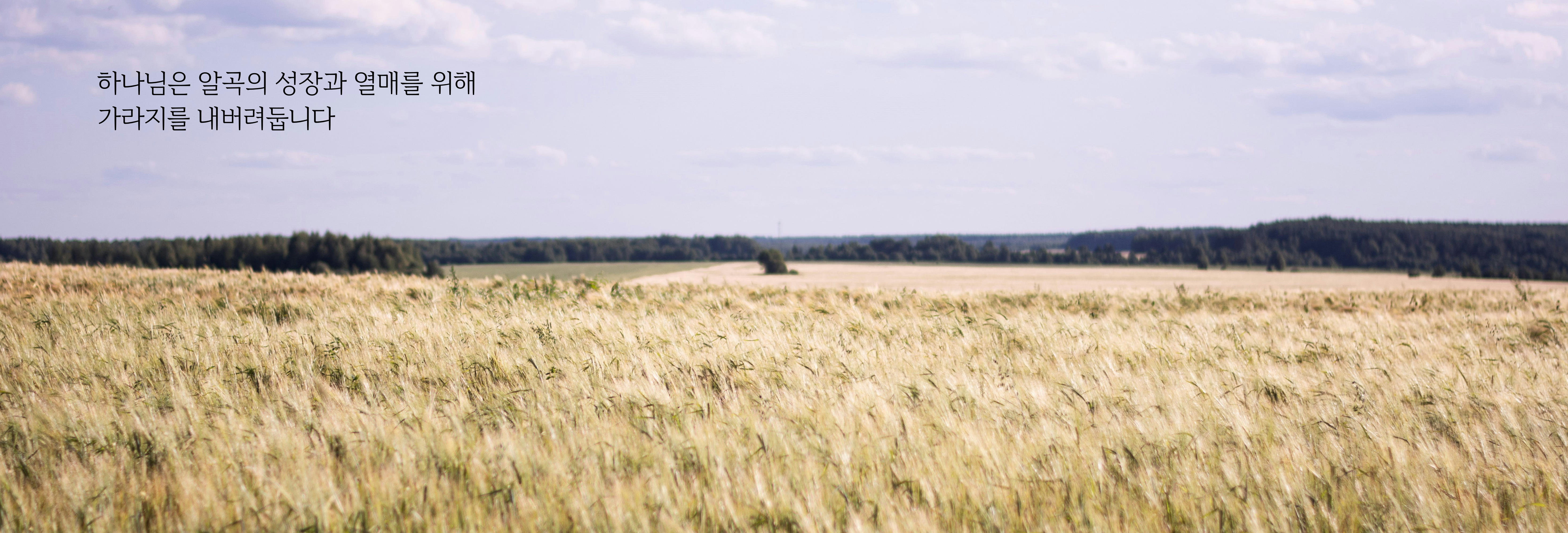 vitali-adutskevich-g1I53V5AumQ-unsplash (1)-1.png